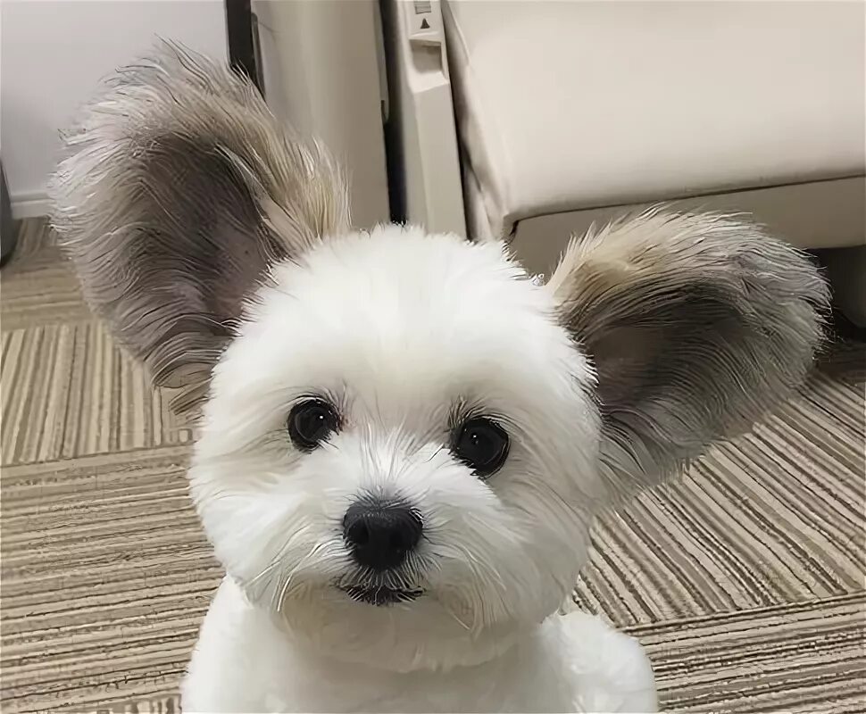 Мальтезе папильон микс. Собака с круглыми ушами. Японские собачки породы. Собака с круглыми ушами. Собака с круглыми ушами порода.