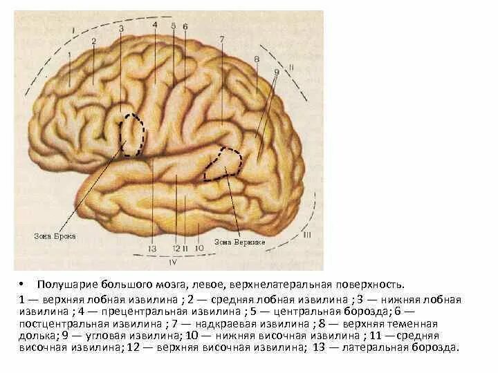 Извилины мозга центры. Доли борозды и извилины больших полушарий анатомия. Борозды и извилины ВЕРХНЕЛАТЕРАЛЬНОЙ поверхности полушария. Верхнелатеральная поверхность головного мозга анатомия. Борозды ВЕРХНЕЛАТЕРАЛЬНОЙ поверхности конечного мозга.