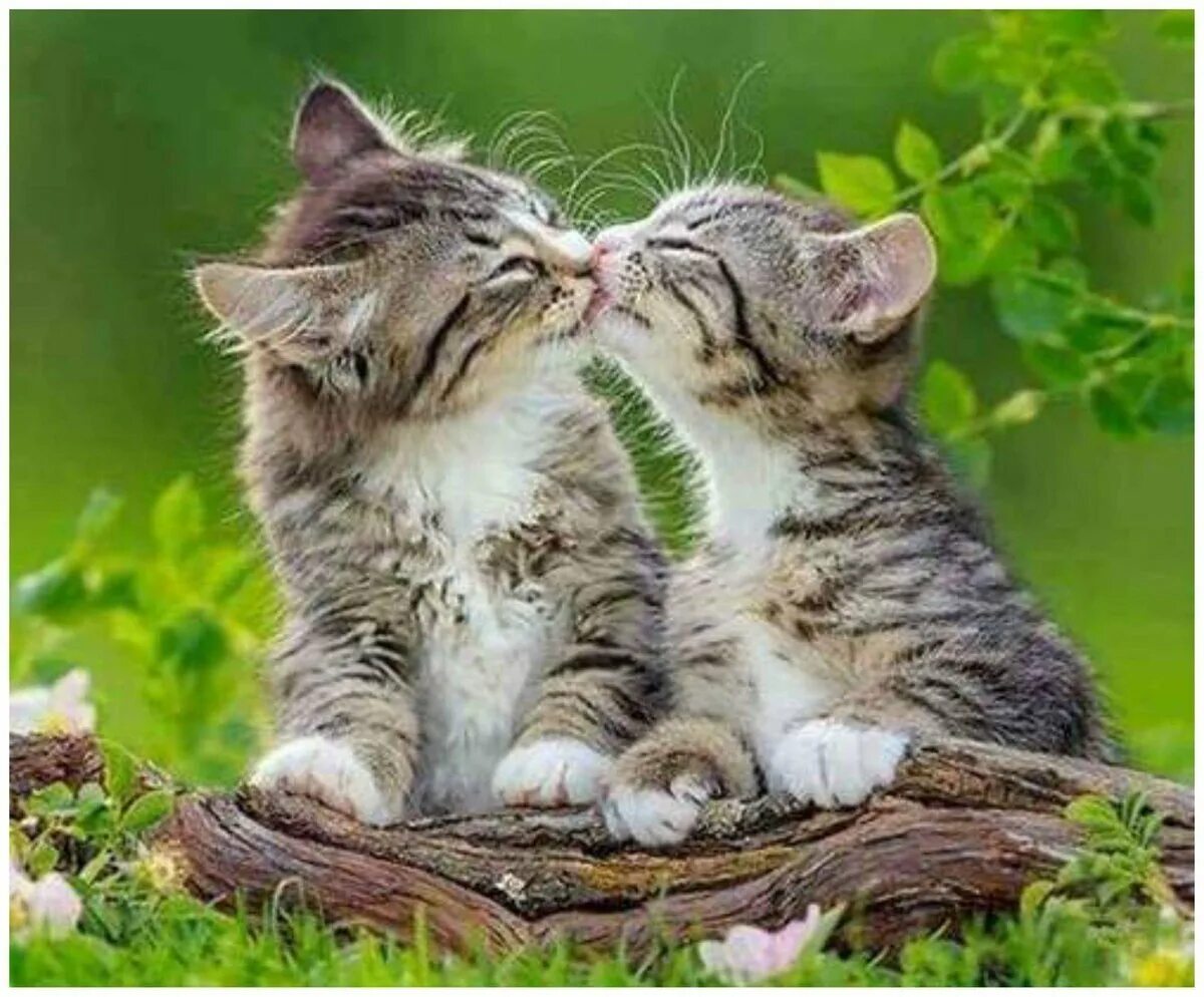 Котики обнимаются. Коты любовь. Ласковый котенок. Кошки обнимашки. Картинки с любящими котиками