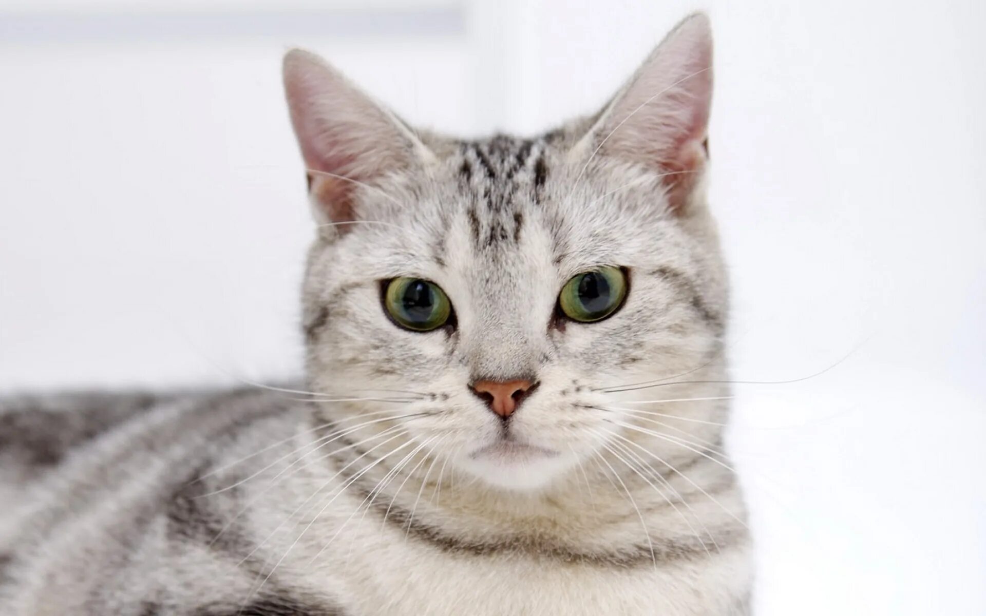 Порода кошек д. Европейская короткошерстная кошка. Европейская короткошерстная табби. Короткошерстная европейская кошка биколор. Европейская короткошерстная кошка белая.