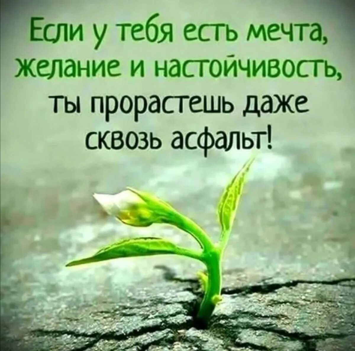Цитаты о цели в жизни и мечте. Афоризмы про цели жизни. высказывания о мечте. цитаты про мечты и цели. ты прорастешь даже сквозь асфальт.