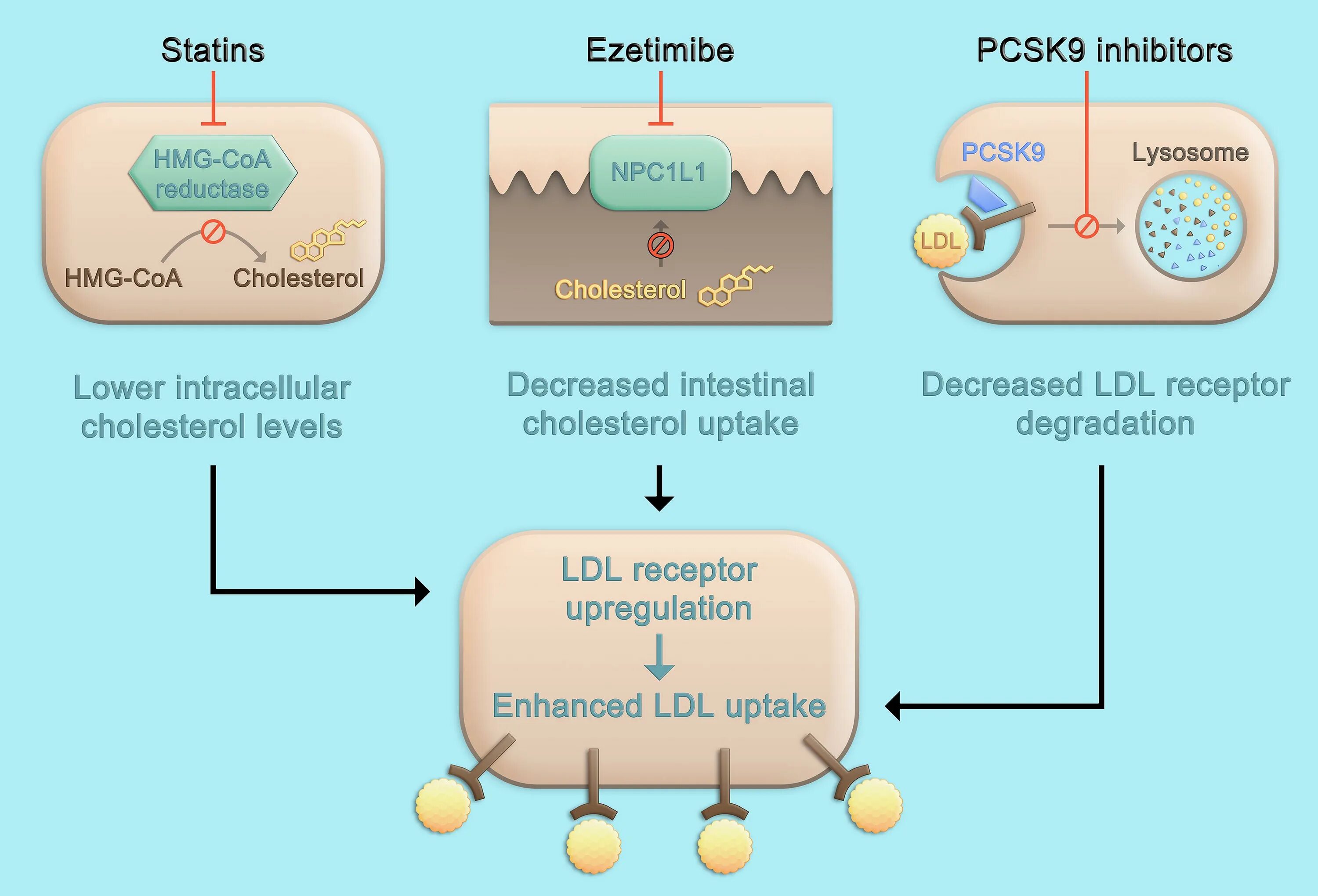 Инклисиран уколы от холестерина. Ингибиторы pcsk9. Ингибиторы pcsk9 механизм действия. Статины и ингибиторы pcsk9. Ингибиторы белка pcsk9.