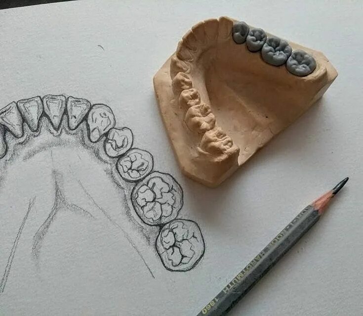 Какие экзамены на стоматолога. Рисование зубов для зубных техников. Анатомия зубов для зубных техников. Зуб карандашом. Моделирование зубов рисование.