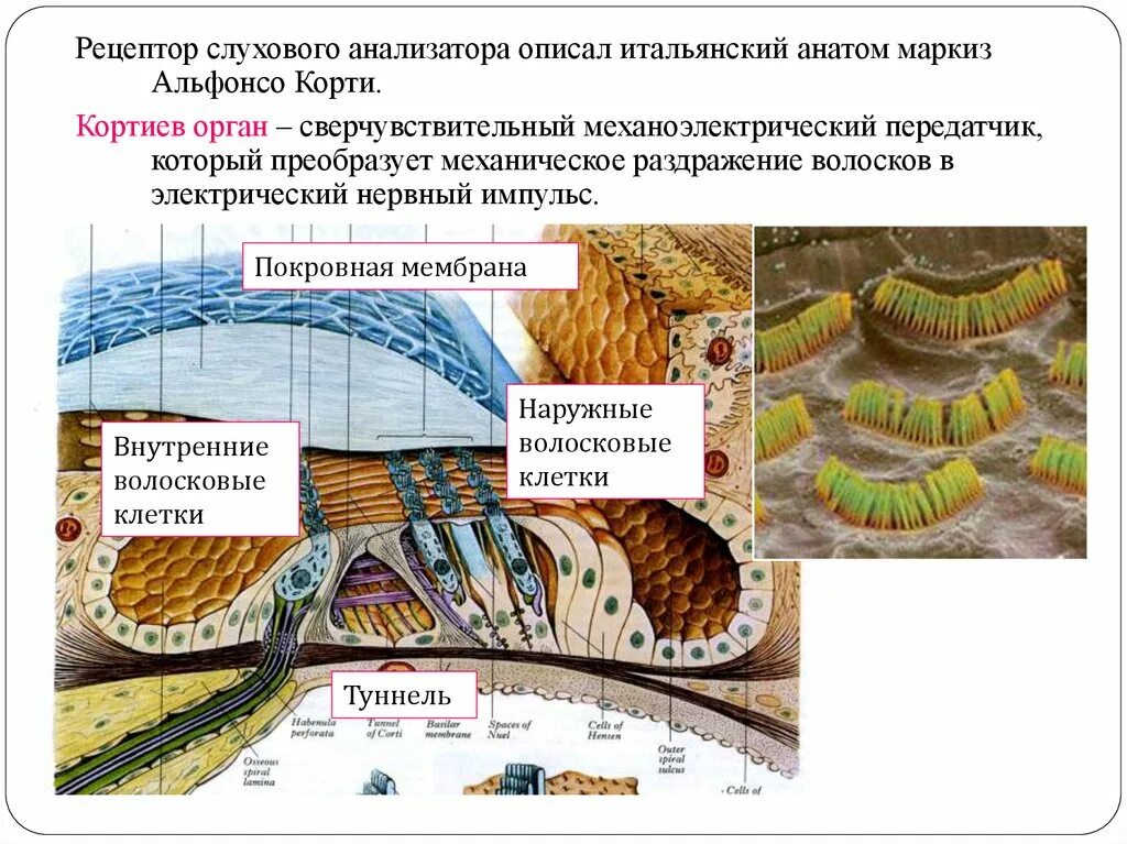 Слуховой анализатор волосковые клетки. Кортиев орган Рецептор слухового анализатора. Слуховой анализатор Кортиев орган. Волосковые клетки органа Корти. Рецепторный орган слуха