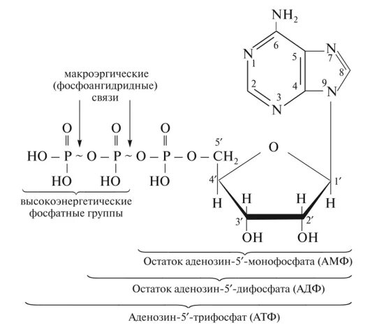 Макроэргические связи в молекуле атф. Строение АТФ макроэргические связи. Высокоэнергетические связи в АТФ. АТФ молекула макроэргическая связь. Макроэргическое соединение АТФ.