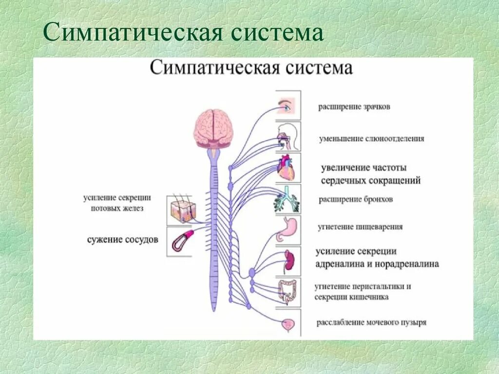 Парасимпатический отдел усиливает. Симпатическая и парасимпатическая нервная система. Симпатическая нервная Сич. Центральный отдел симпатической нервной системы. Симпатитеческая нернаясистема.