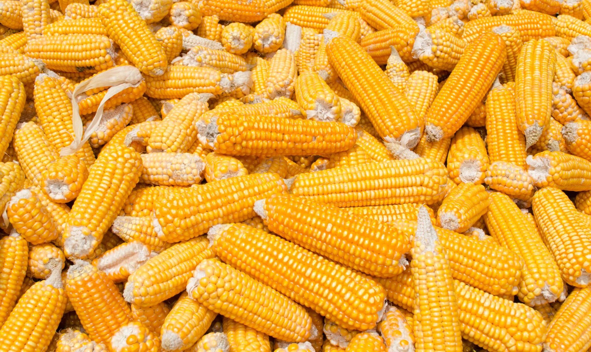 Кормовая кукуруза. Кукуруза корм для животных. Кукуруза для корма животных. Корма из кукурузы.