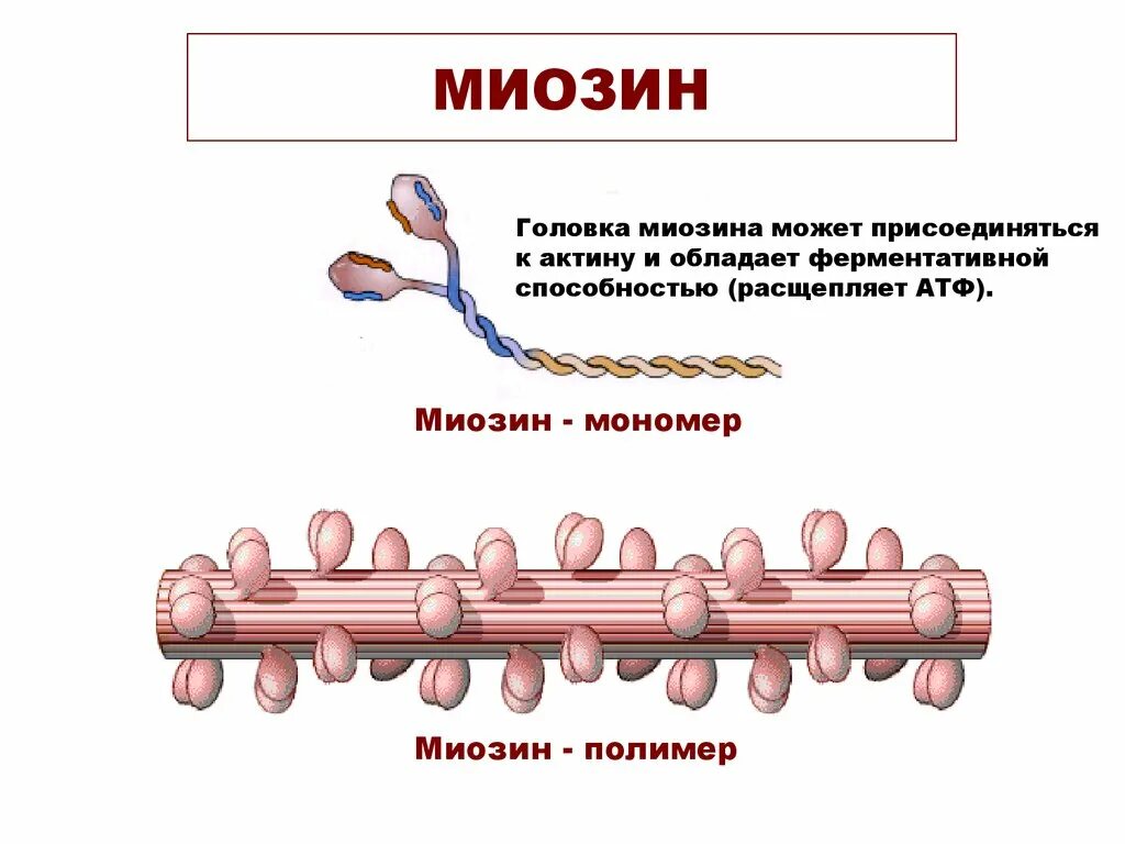 Белок миозин 2. Структура и функции миозина. Миозин строение и функции. Актин и миозин структура белка. Строение белка миозина.