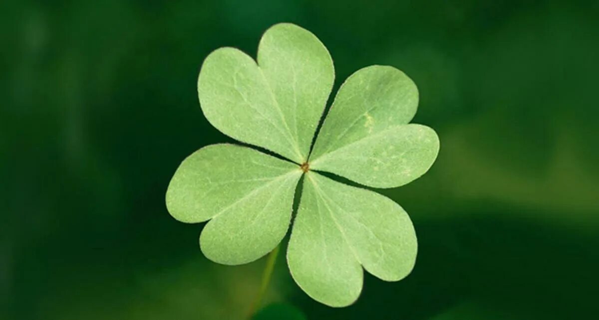 Четырёхлистный клевер символ. Клевер с буквой h. Макросъёмка клевер. Клевер с четырьмя листками. Четырехлистный клевер (шемрок).