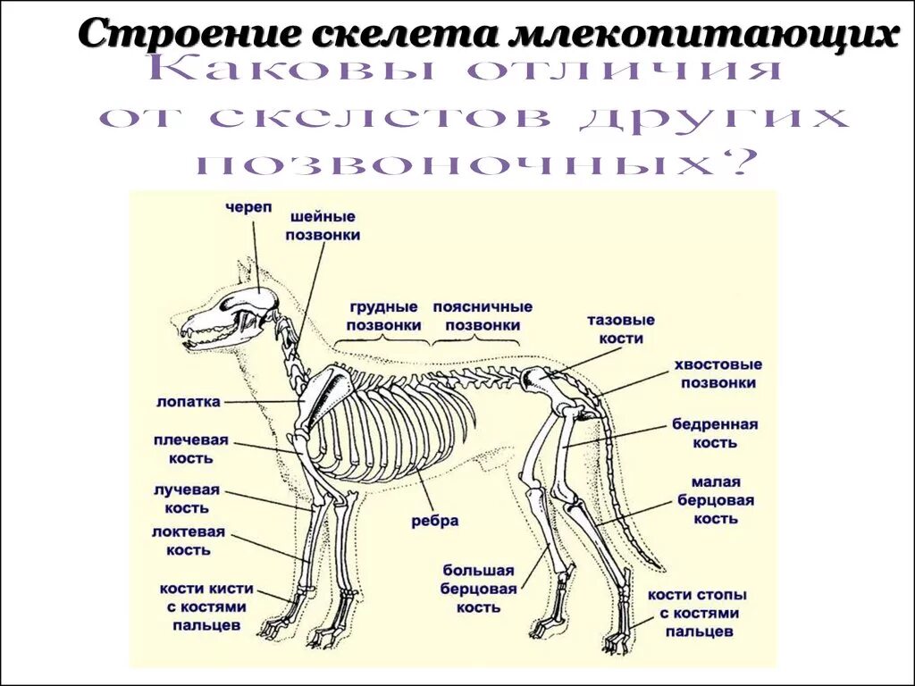 Скелет млекопитающих состоит из 4 отделов. Скелет млекопитающих схема биология 7 класс. Описание скелета млекопитающих. Скелет млекопитающего 8 класс биология.