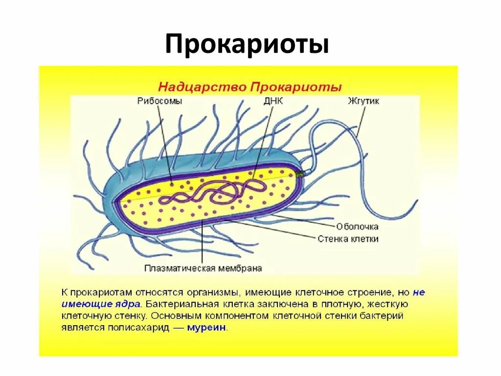 Микроорганизмы прокариоты