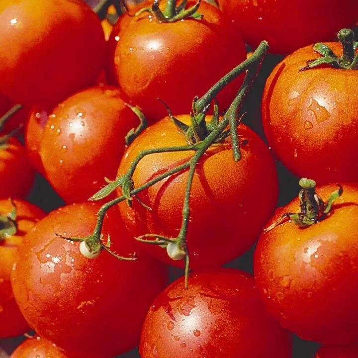 Описание сортов томатов