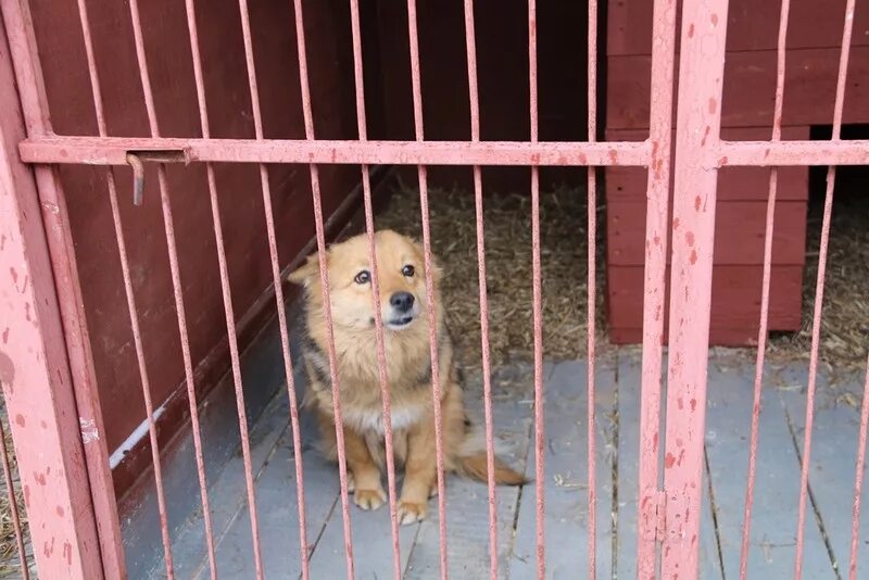 Любимец приют для животных в туле. Приют любимец тула. Континент приют для животных в туле. Приют для животных в туле. Приют для животных любимец тула.