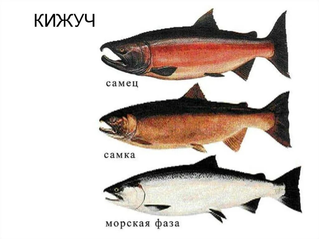 Как отличить рыбу. Голец, кижуч. Семга лосось кижуч. Чавыча кижуч нерка семга кета. Кижуч самец и самка.