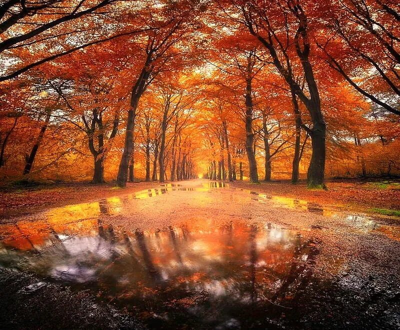 In autumn it is often. Autumn Day. Daminika - autumn Day. Autumn Puddles. Fall Days.
