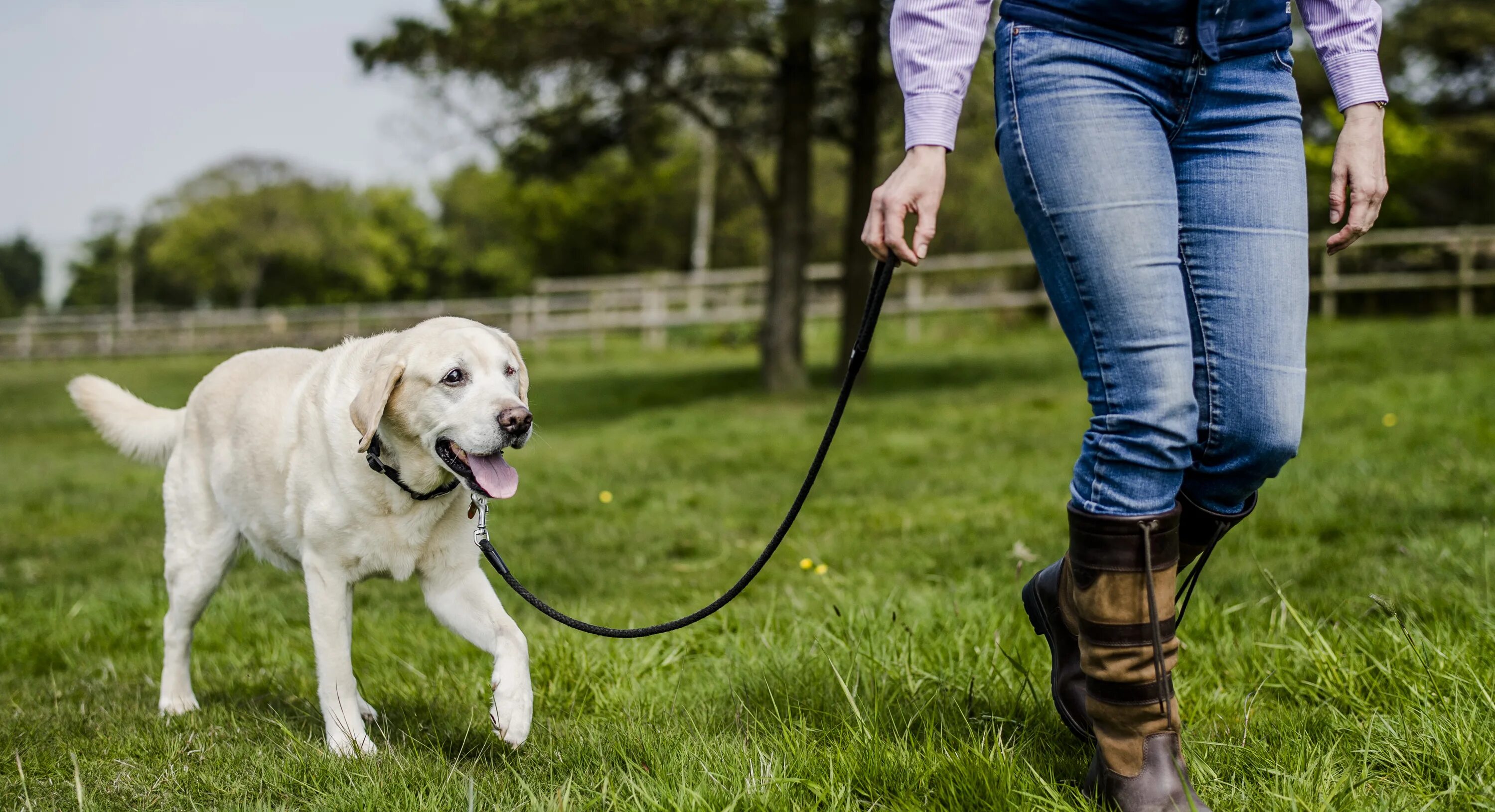 Поводок для собак. Walk the Dog. Dog Leash. Dog on a Leash.