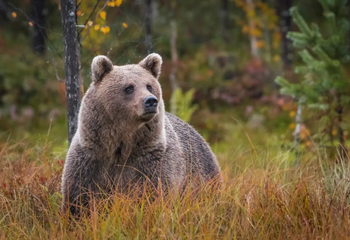 Животные финляндии. Бурый медведь в Финляндии. Бурый медведь в тайге. Бурый медведь Кольский полуостров. Сибирский бурый медведь.