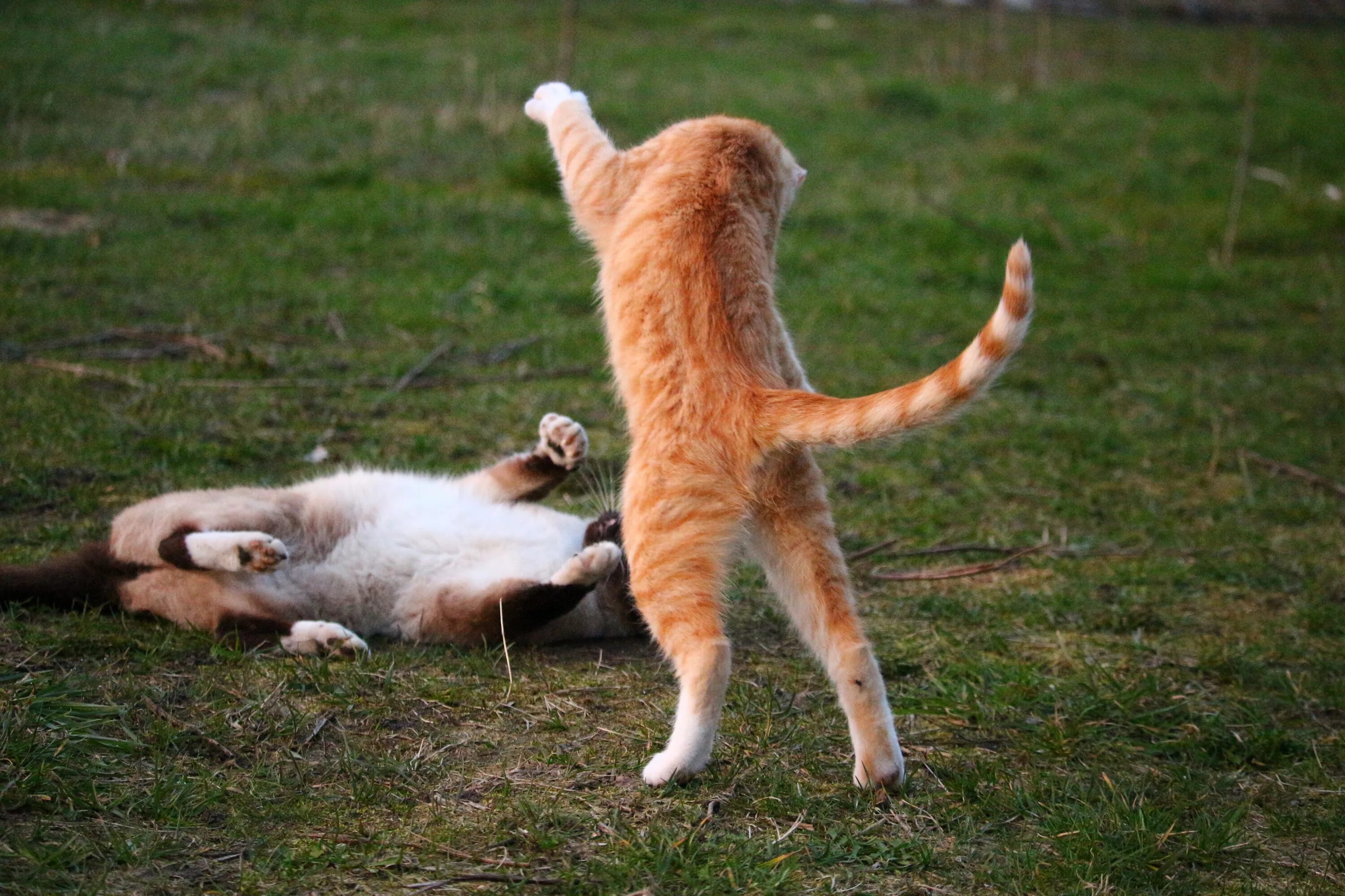 Кот нашел друга. Кошка играется. Рыжий кот в прыжке. Котики играются друг с другом. Коты дерутся.