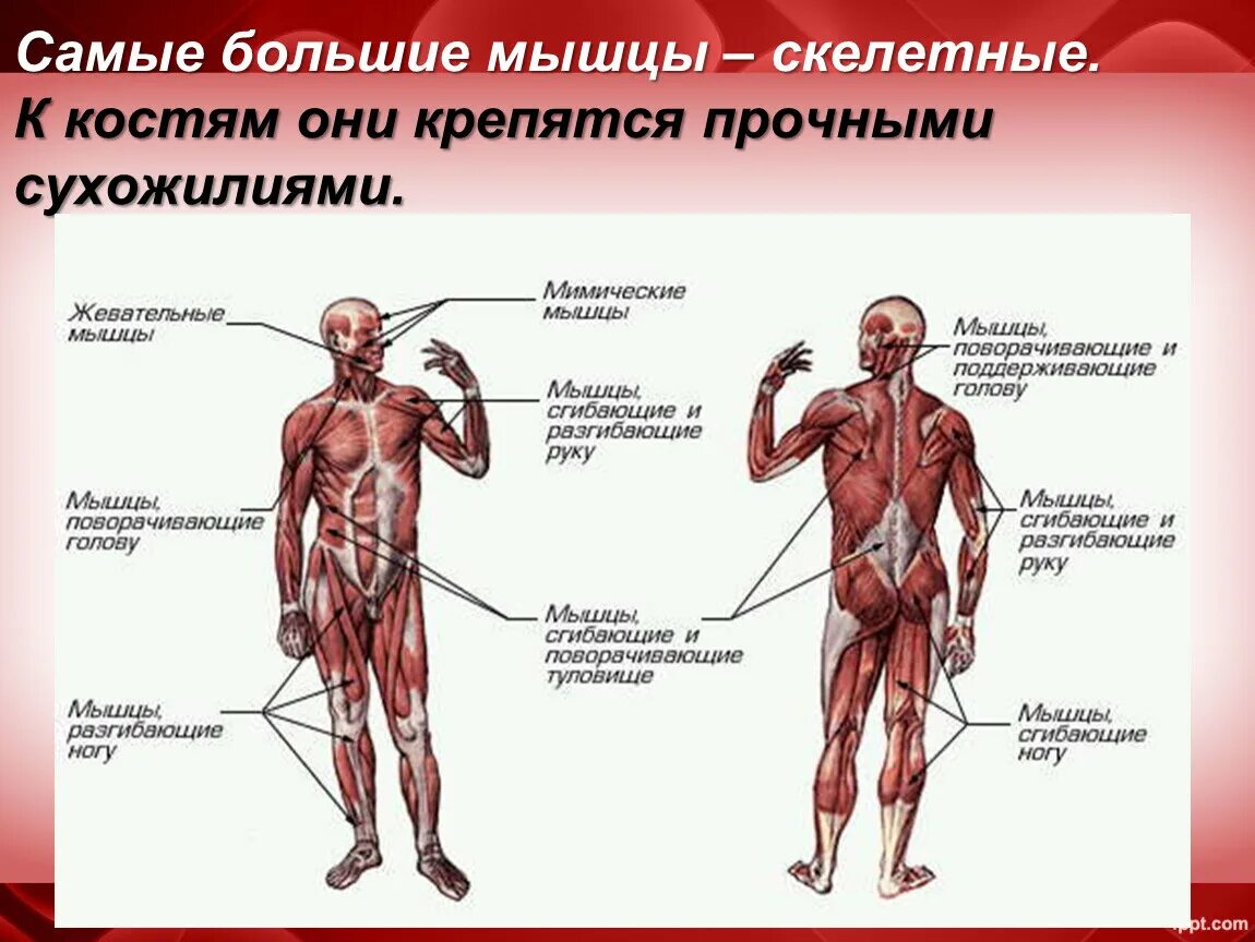 Описание мышц. Мышечная система схема строения. Мышечная система человека анатомия с названием. Мышцы тела человека 8 класс биология. Функции мышц человека анатомия.