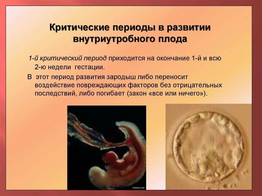 Внутриутробный период у человека длится. Критические периоды эмбрионального развития гестации. Зародышевый период внутриутробного развития это. Критические периоды развития внутриутробного ребенка. Этапы развития эмбриона критические периоды.