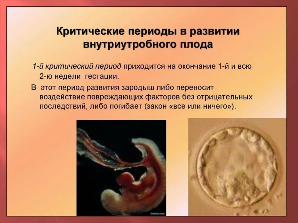 Внутриутробное оплодотворение