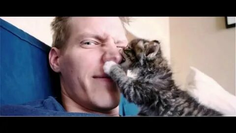 Почему кошки грызут мебель