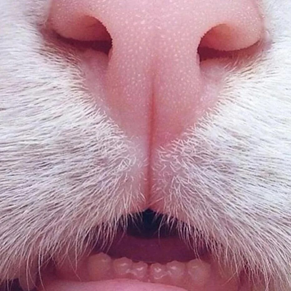Кот тыкается носом. Нос кота. кошачий носик. розовый нос.