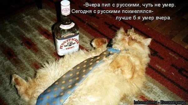 Чтобы я пил