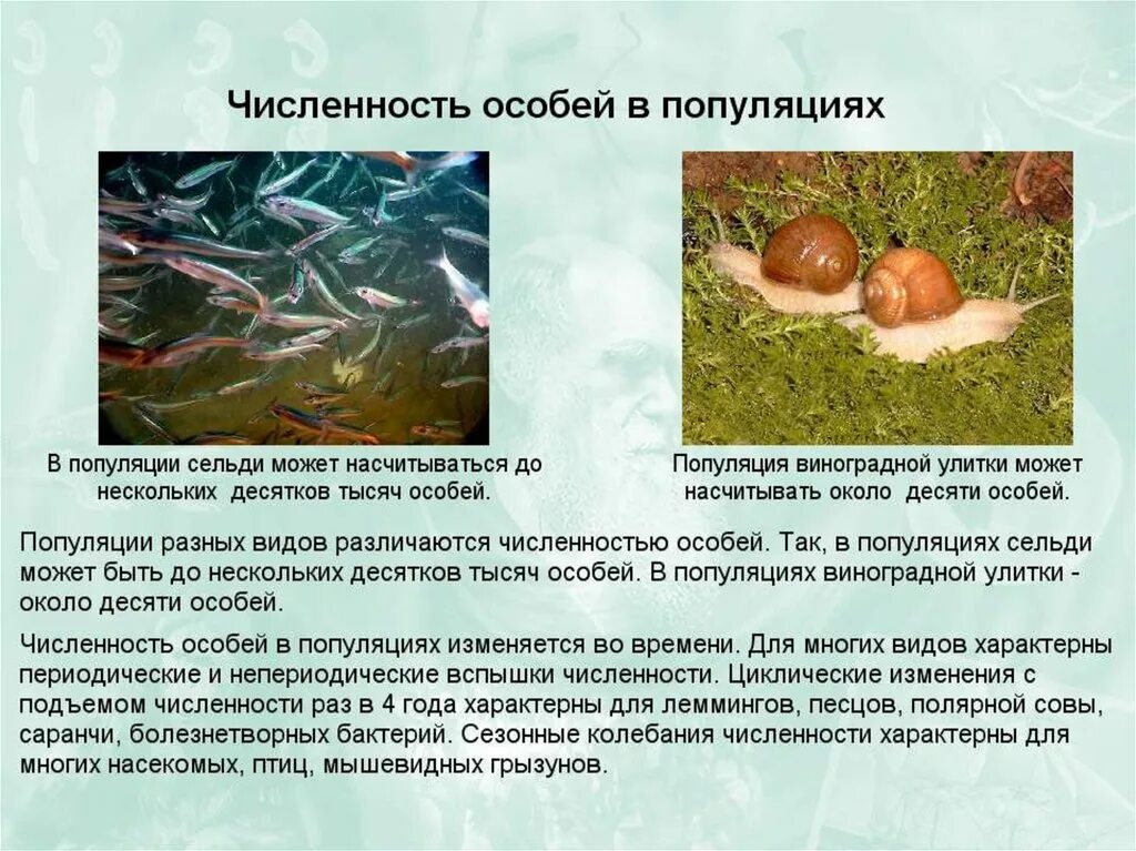 Популяция является. Популяция структурная единица вида. популяция презентация. популяция как структурная единица вида и эволюции. презентация по теме &quot;популяция&quot;.