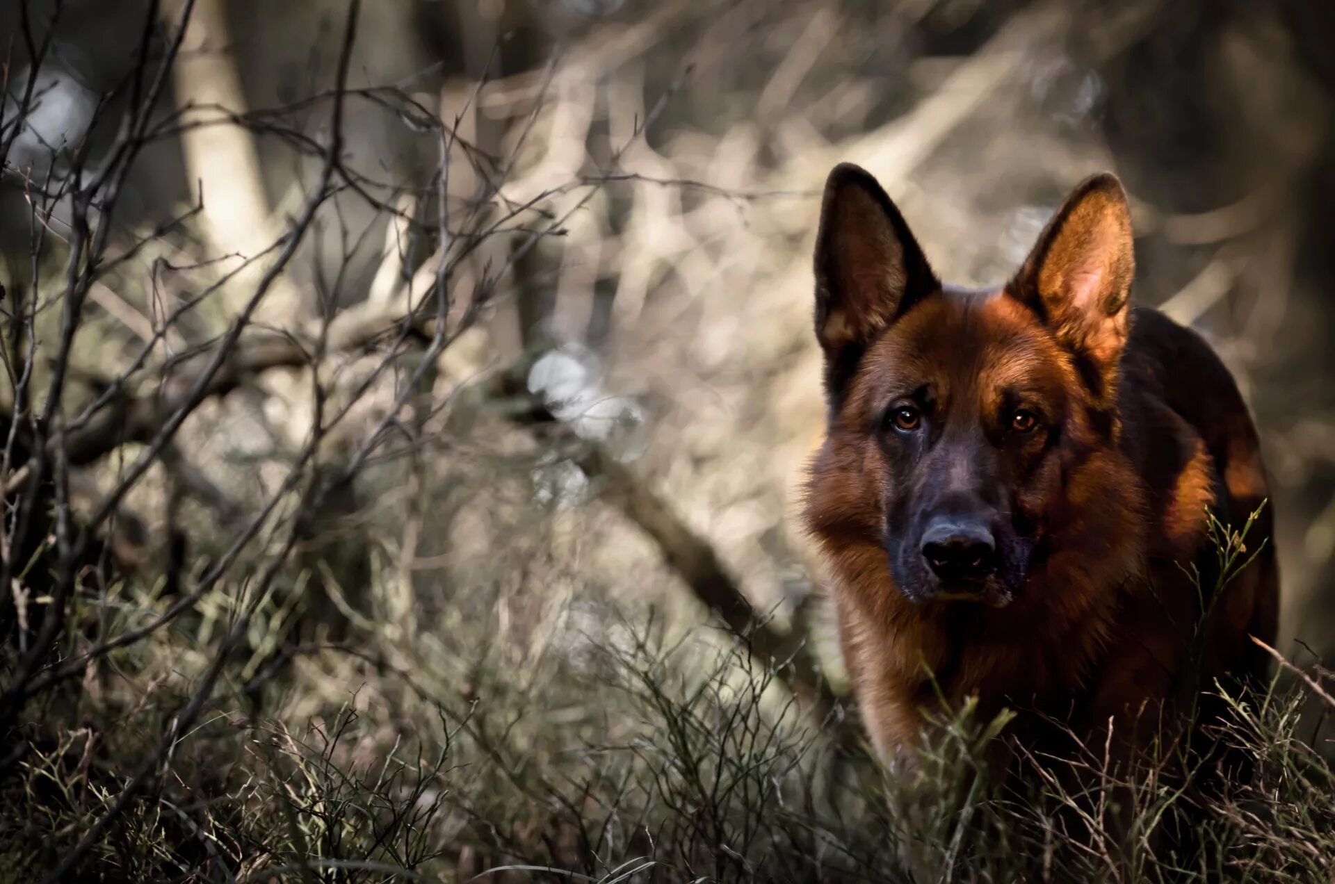 Собака на немецком. Немецкая овчарка Мухтар. German Shepherd немецкая овчарка. Немецкая овчарка 4 к.