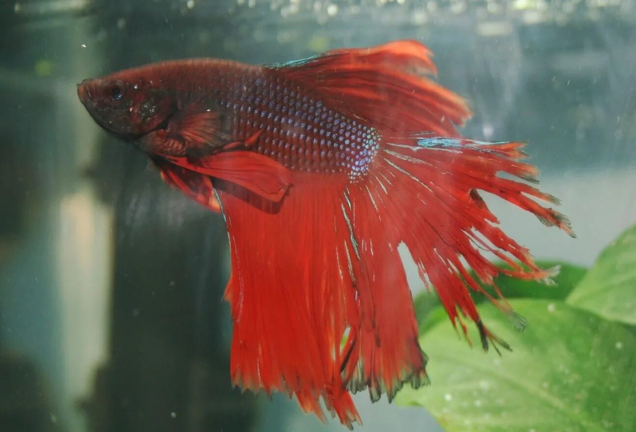 Петушок рыба плавниковая гниль. Рыбка петушок круглохвостый. Почему рыба петушок. Почему рыба петушок. Рыбки петушки колумнариоз.