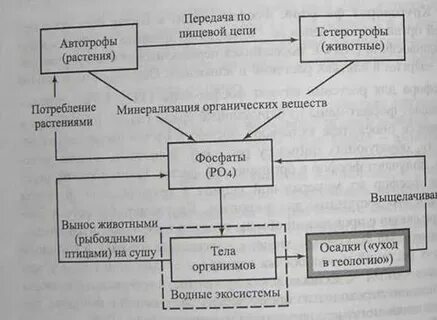 Биогеохимический цикл фосфора схема биология 9 класс