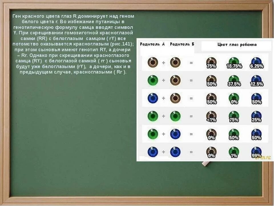 Какой цвет доминирующий. Доминантность цвета глаз. доминантный цвет глаз. доминантные гены глаз. таблица доминантности цвета глаз.