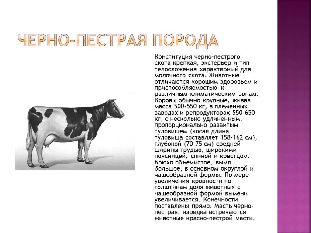 Стандарт черно пестрой породы КРС. Стандарты черно пестрой породы коров. Тагильская порода КРС. Голштинская порода коров.