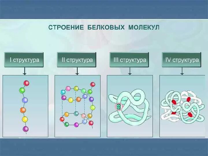 Схемы белков. Структура белка биология 10 класс. Схема первичной структуры белковой молекулы. Структура белков биология 10 класс. Схема строения белковых молекул.