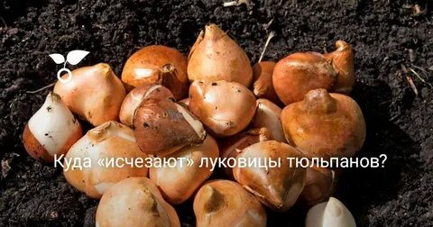 Сколько живут луковицы