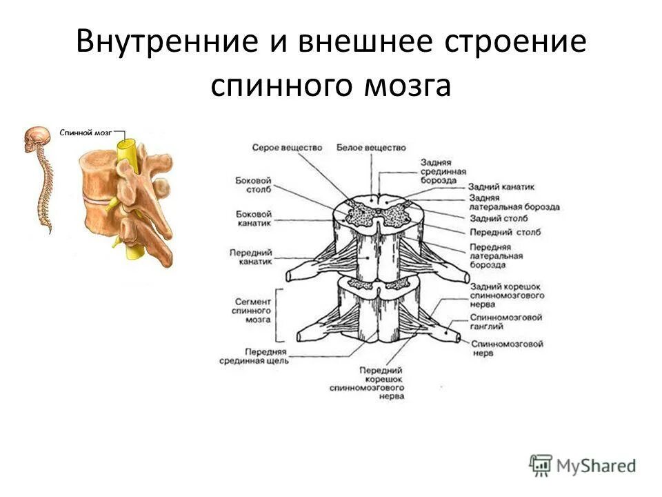 В какую систему органов входит спинной мозг. Наружное и внутреннее строение спинного мозга. Внешнее строение спинного мозга анатомия. Внешнее и внутренне строение спинного мозга. Схема внутреннего строения спинного мозга.