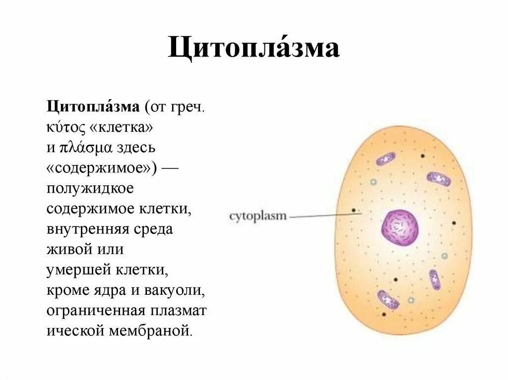 Строение цитоплазмы растительной клетки. Строение цитоплазмы. Цитоплазма ;bdjnyjqrktnrb строение. Строение цитоплазмы клетки. Многочисленные мелкие тельца