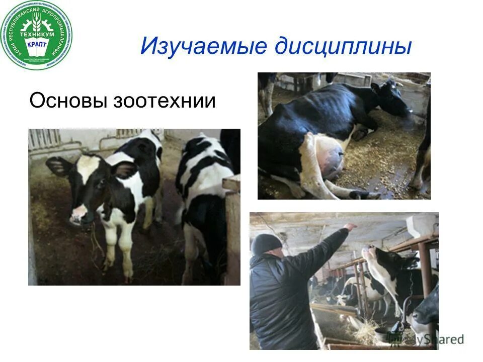 Проблемы зоотехнии. Основы зоотехнии. зоотехния презентация. плакаты по зоотехнии. зоотехния специальность что это такое.