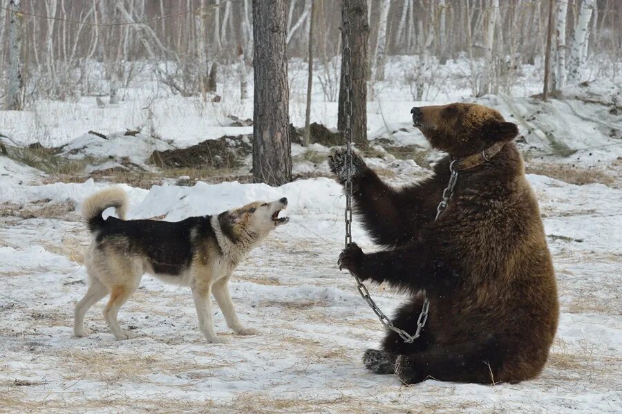 Видео собака привела медведей. Медведь и собака. Лайка облаивает медведя.