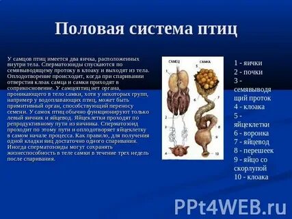 Семенники половая система
