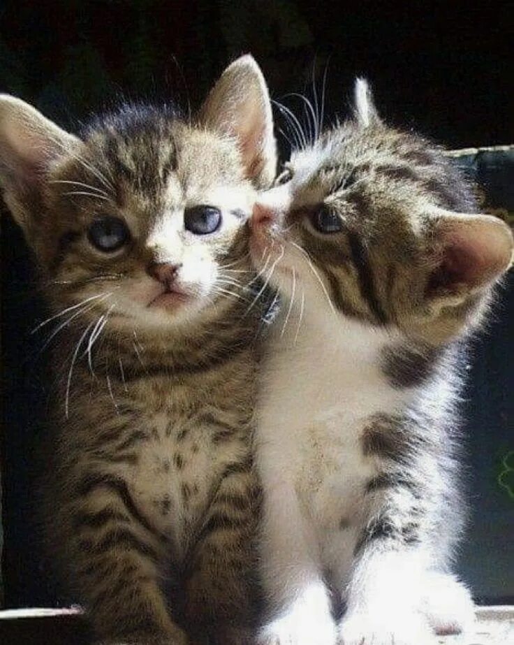 Люблю тебя котенок. Был у меня любимый кот. Любимому котику. Люблю котика. Люблю котика.