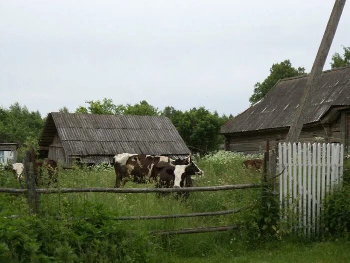 Деревня Браниха Брейтовский район. Торонково Брейтовский район. Деревня Соколы Брейтовский район. Брейтовский район Ярославской области. Деревни брейтовского района ярославской области