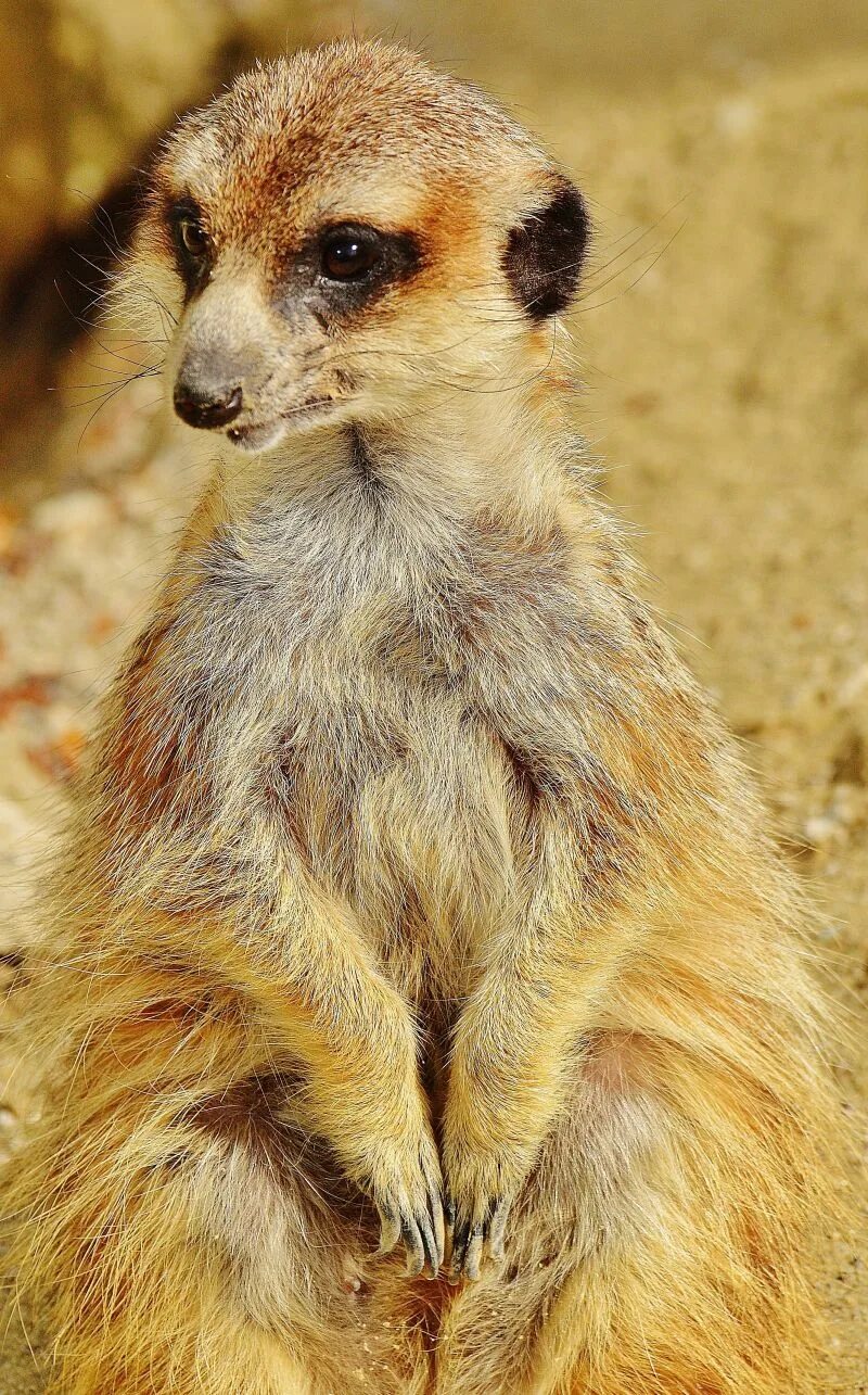 Сурикат с длинными ушами. Сурикат млекопитающие. Норы сурикатов. Пустынный сурикат. Финик сурикат.