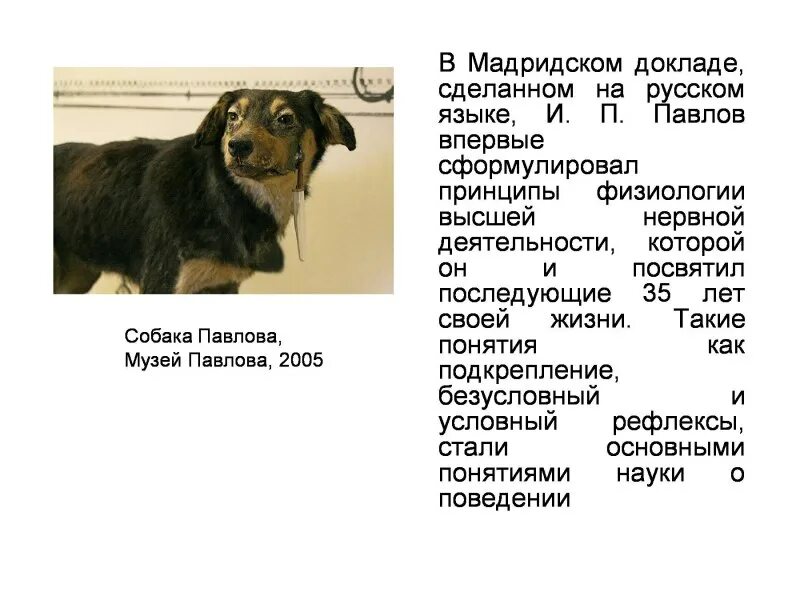 Сообщение о и п павлове. Сообщение о и п павлове