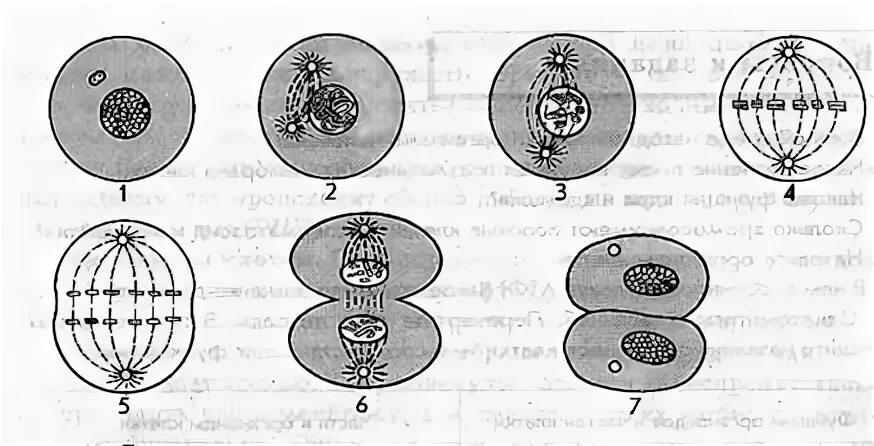 Деление клетки 8 класс биология. Схема деления клетки 8 класс. Аппарат деления клетки