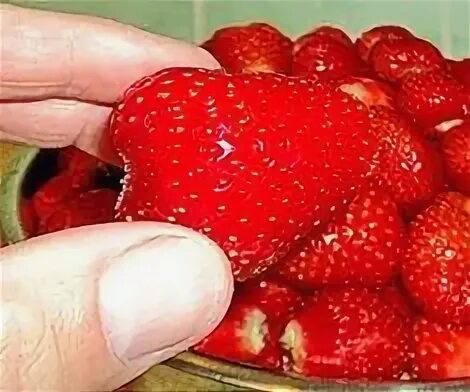 Ростки клубники. Урожай клубники. Земляника поспела. Подкормить клубнику в июне. Клубника открытый грунт.