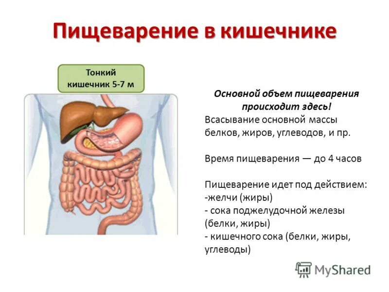 Кишечника счет происходит