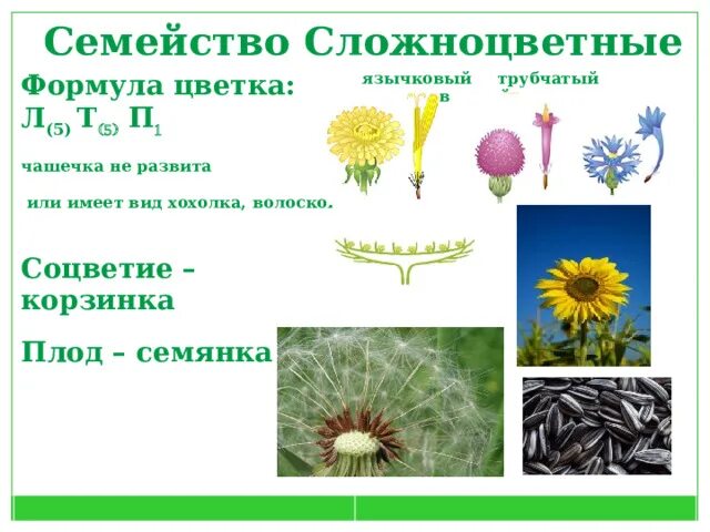 Семейство сложноцветные тип соцветия