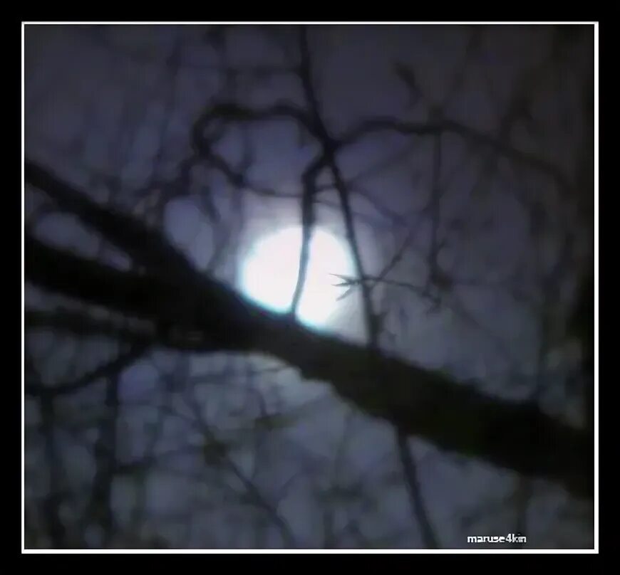 лес фон. «ночь в лесу». «ночь в лесу». мрачный осенний лес. эстетичный фон леса.